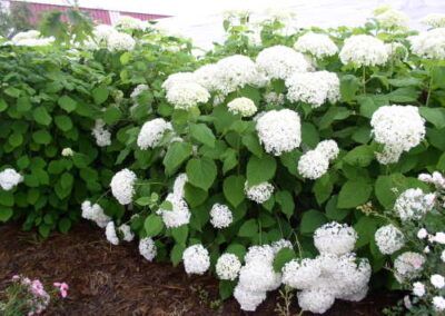 Annabelle Hydrangea