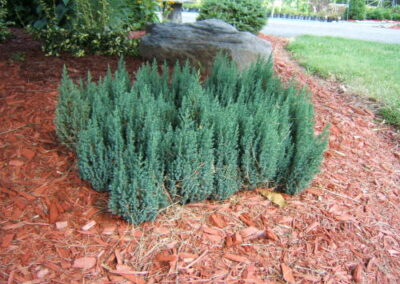 Blue Forrest Juniper