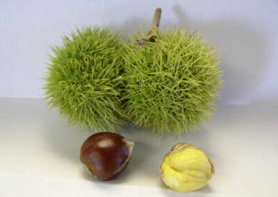 Chinese Chestnut