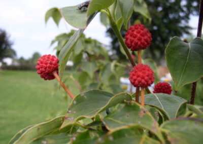 Cornus Kousa Dogwood fruit