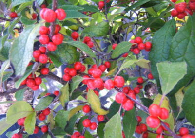 Ilex Winter Red Winterberry