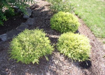 Mops Golden Cypress