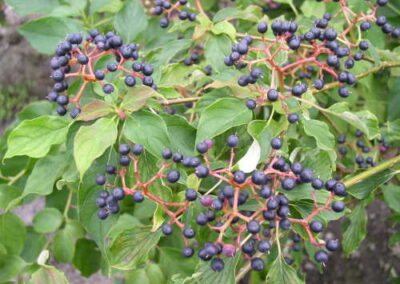 Pagoda Dogwood