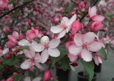 Royal Raindrops Crabapple