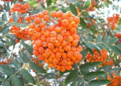 Sorbus Mt. Ash