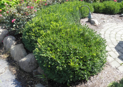 Evergreen Shrubs