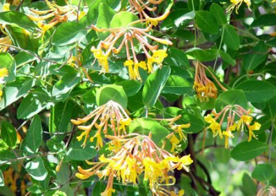 Flowering Vines