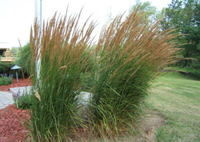 Ornamental Grasses