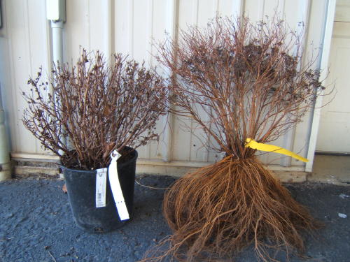 Container Spirea vs Bare Root Spirea