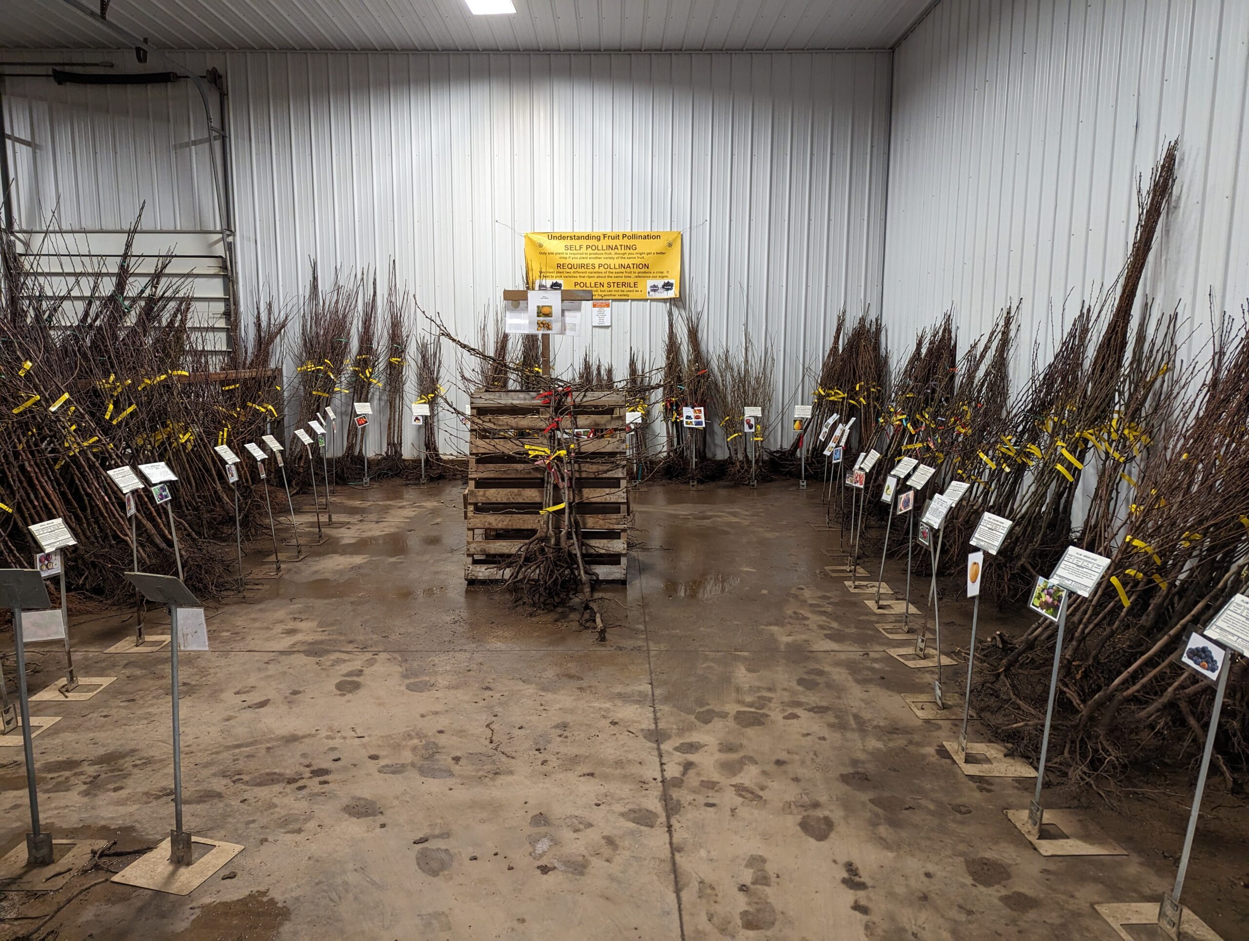 Bare Root Barn Plants