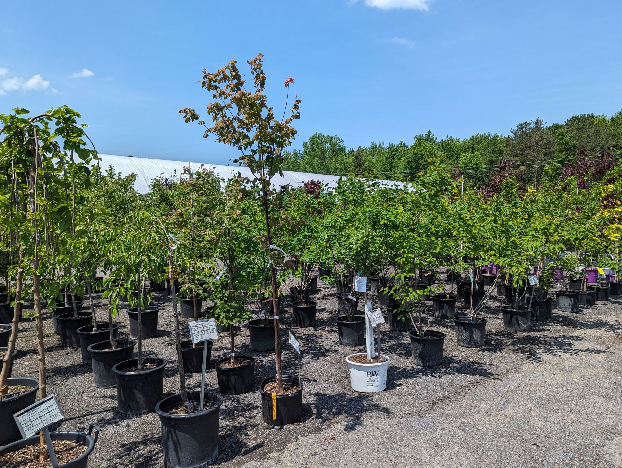 Turnbull container yard & garden center